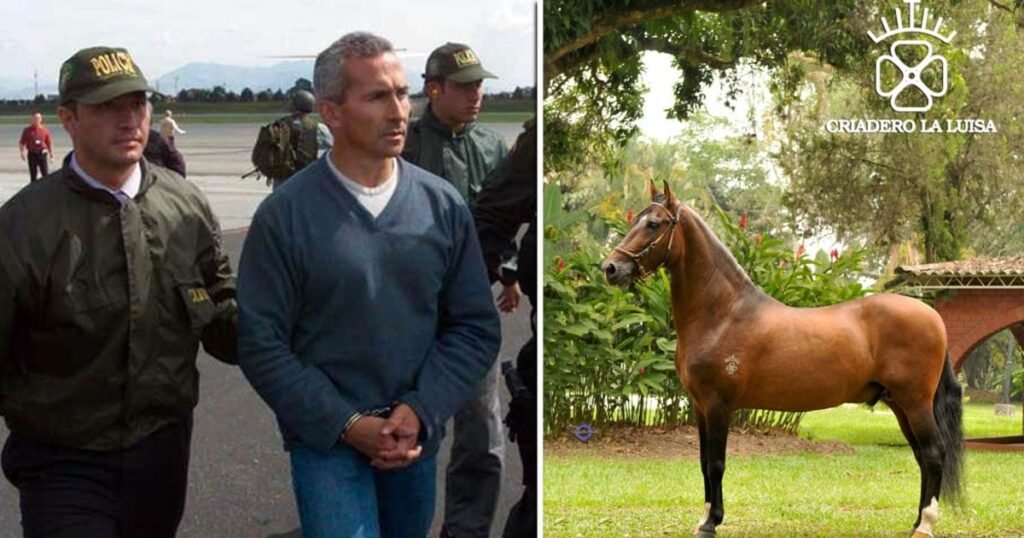 El caballo de $3 mil millones que era de un narco, fue incautado y no aparece