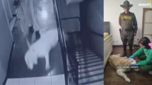 Samanta fue rescatada: la golpeó su dueño por orinarse en el pasillo