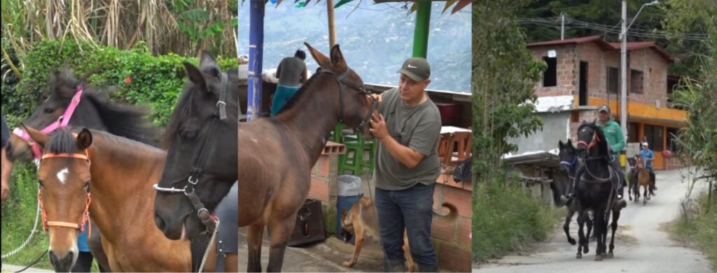 Girardota fortalece el bienestar equino con jornada en la vereda Encenillos Girardota fortalece el bienestar equino con jornada en la vereda Encenillos